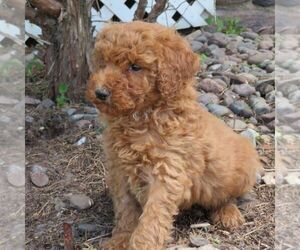 Poodle (Miniature) Puppy for sale in STANLEY, WI, USA