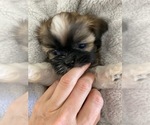 Small Photo #8 Shih Tzu Puppy For Sale in GILBERT, AZ, USA