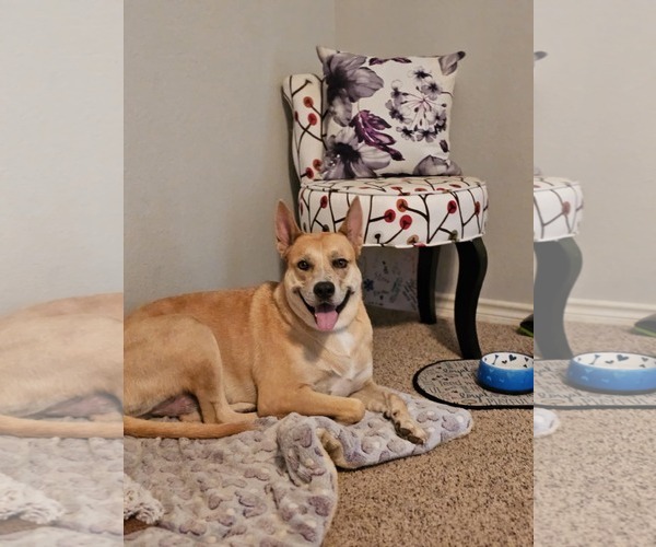 Medium Photo #4 Akita-Unknown Mix Puppy For Sale in McKinney, TX, USA