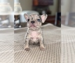 Puppy Skittles French Bulldog