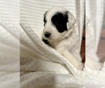 Image preview for Ad Listing. Nickname: Litter of 12