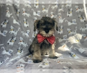 Schnauzer (Miniature) Puppy for sale in LAKELAND, FL, USA
