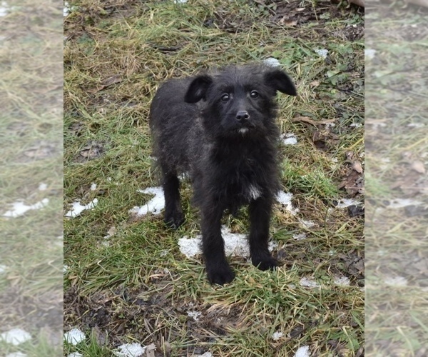 Medium Photo #2 Mutt-Poodle (Miniature) Mix Puppy For Sale in RIVERDALE, MD, USA