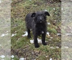 Small Photo #2 Mutt-Poodle (Miniature) Mix Puppy For Sale in RIVERDALE, MD, USA