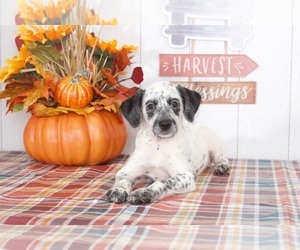 Dalmatian-Poodle (Miniature) Mix Puppy for sale in BEL AIR, MD, USA