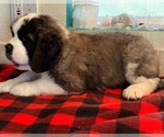 Small Saint Bernard