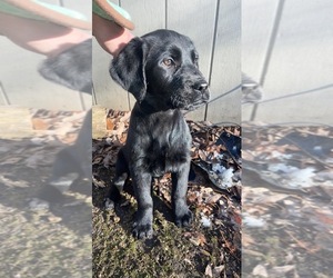 Labrador Retriever Puppy for sale in EFFORT, PA, USA