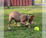 Small #2 Labrador Retriever Mix