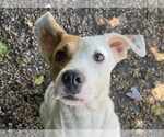 Small Labrador Retriever Mix