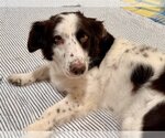 Small Photo #2 English Springer Spaniel-Unknown Mix Puppy For Sale in Newport Beach, CA, USA