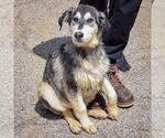 Small #2 German Shepherd Dog-Huskies  Mix