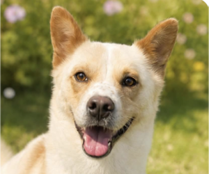 Mutt Dogs for adoption in San Ramon, CA, USA