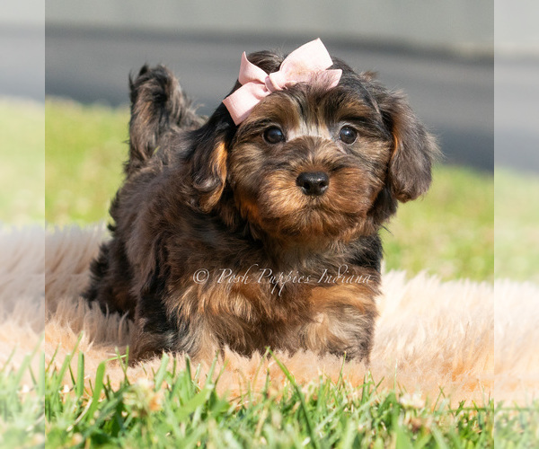 Medium Photo #31 Maltipoo (Toy) Puppy For Sale in WARSAW, IN, USA