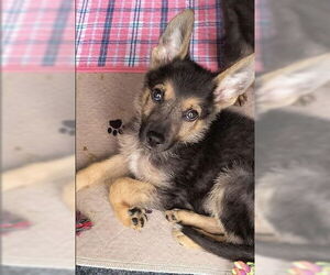 Medium German Shepherd Dog