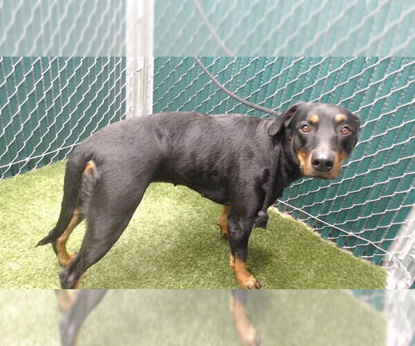 Medium Photo #1 Doberman Pinscher Puppy For Sale in Downey, CA, USA
