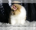 Small Photo #18 Pomeranian Puppy For Sale in WARSAW, IN, USA