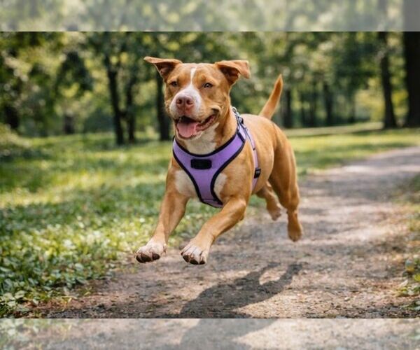 Medium Photo #6 Mutt Puppy For Sale in  Gainesville, FL, USA