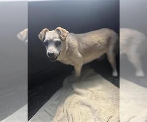 Mutt Dogs for adoption in San Antonio, TX, USA