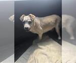 Small Mutt