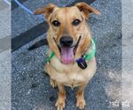 Small #2 German Shepherd Dog Mix