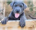 Puppy Fat Girl Presa Canario-Rottweiler Mix