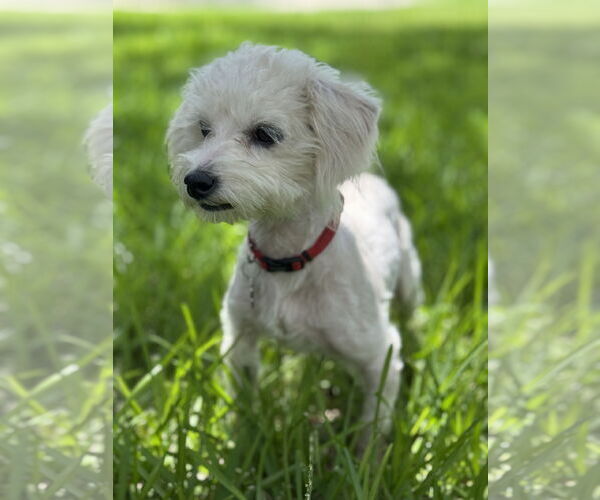 Medium Photo #3 Maltese-Unknown Mix Puppy For Sale in PIPE CREEK, TX, USA