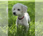 Small #2 Maltese Mix