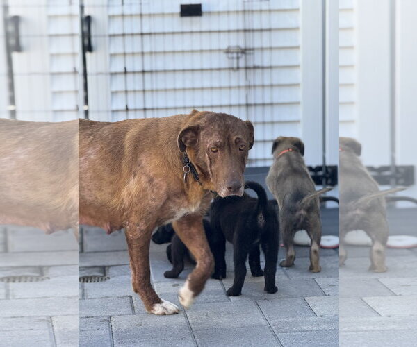 Medium Photo #1 Labrador Retriever-Unknown Mix Puppy For Sale in San Diego, CA, USA