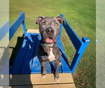 Small Photo #1 American Pit Bull Terrier-Unknown Mix Puppy For Sale in Unionville, PA, USA
