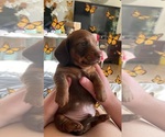 Small Photo #8 Dachshund Puppy For Sale in LA JOLLA, CA, USA