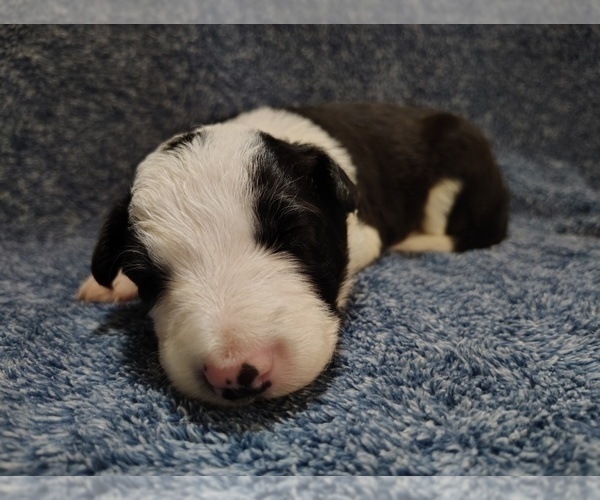 Medium Photo #31 Border Collie Puppy For Sale in NORBORNE, MO, USA