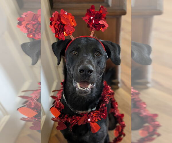 Medium Photo #15 Labrador Retriever-Unknown Mix Puppy For Sale in Sandy, UT, USA