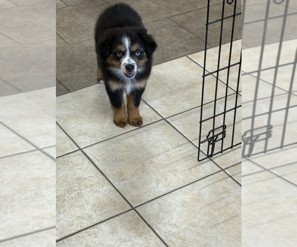 Medium Photo #3 Australian Shepherd Puppy For Sale in AUBURN, IN, USA