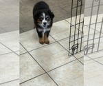 Small #2 Australian Shepherd