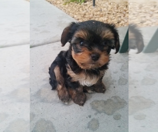 Medium Photo #1 Yorkshire Terrier Puppy For Sale in BEAUMONT, CA, USA