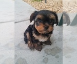 Small Photo #1 Yorkshire Terrier Puppy For Sale in BEAUMONT, CA, USA