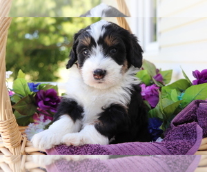 Miniature Bernedoodle Puppy for sale in SHILOH, OH, USA
