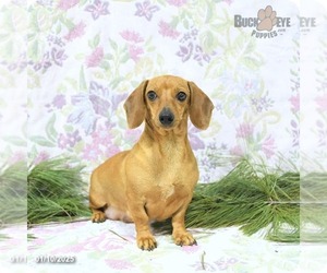 Mother of the Dachshund puppies born on 12/31/2024