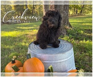 Poovanese Puppy for sale in NIANGUA, MO, USA