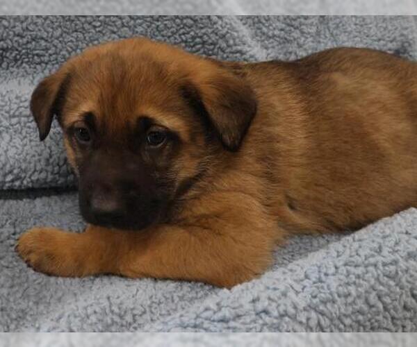 Medium Photo #1 Mutt Puppy For Sale in Thief River Falls, MN, USA