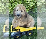 Image preview for Ad Listing. Nickname: Huxley