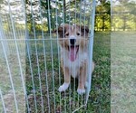 Puppy 4 Collie