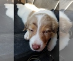 Small #4 Australian Shepherd