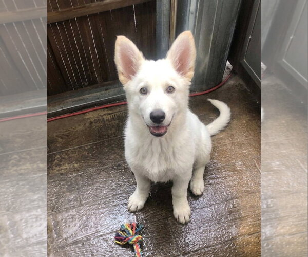 Medium Photo #1 Unknown-white german shepherd Mix Puppy For Sale in Escondido, CA, USA