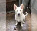 Small white german shepherd Mix