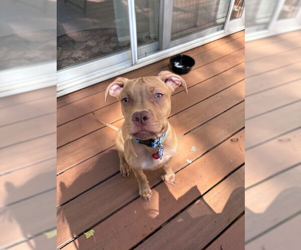 Medium Photo #3 American Pit Bull Terrier-Unknown Mix Puppy For Sale in Minneapolis, MN, USA