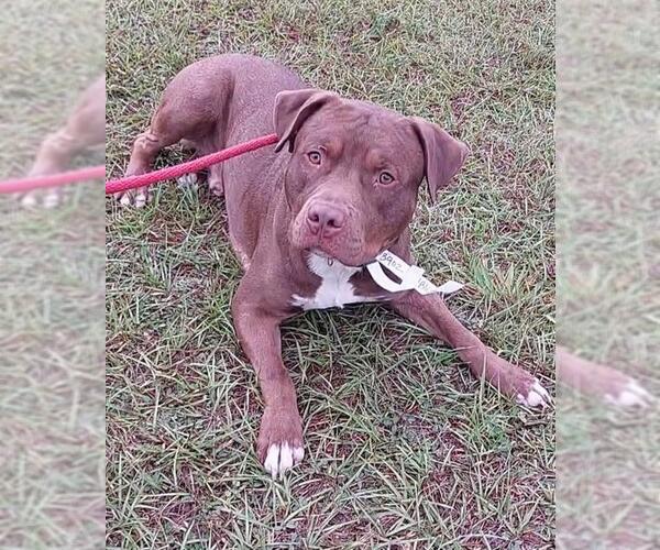 Medium Photo #1 American Staffordshire Terrier Puppy For Sale in Fort Lauderdale, FL, USA