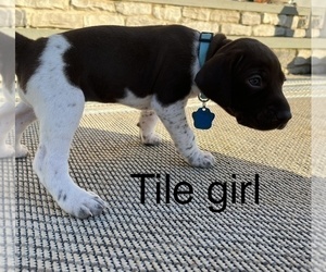 German Shorthaired Pointer Puppy for sale in POWHATAN, VA, USA
