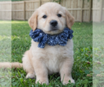 Small #1 Golden Retriever