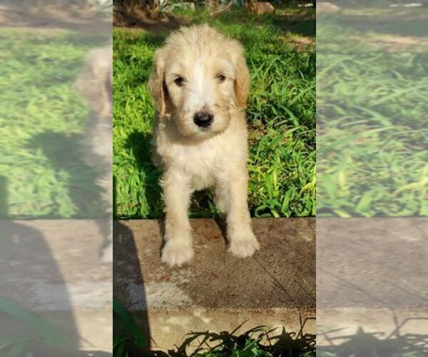 Medium Photo #77 Bordoodle Puppy For Sale in COPPERAS COVE, TX, USA